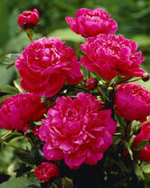 Без бренда «2KMB-4036» в Перми