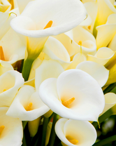 Без бренда «Белые каллы» в Перми