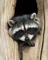 Без бренда «Енот в дупле» в Перми