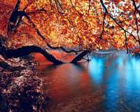 Без бренда «Дерево в осенней листве над озером» в Перми в интернет-магазине Без бренда «Дерево в осенней листве над озером» в Перми