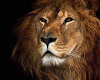 Картина по номерам «Большой мудрый лев»