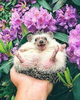 Картина по номерам «Довольный ёж»