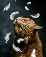 Без бренда «Кот среди перышек» в Перми