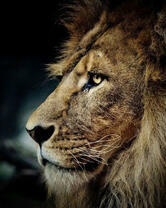 Профиль старого льва