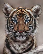 Милый пушистый тигренок