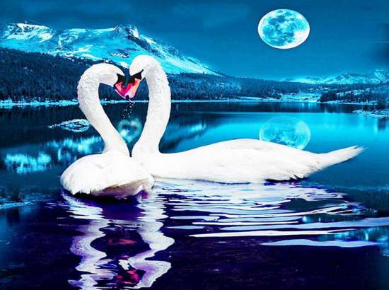 Картина по номерам 40x50 Влюбленные лебеди под луной