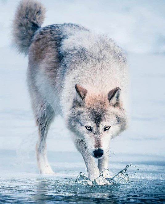 Алмазная мозаика 40x50 Белый волк на льдине у воды