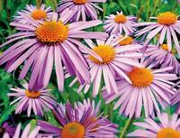 Без бренда «Фиолетовые хризантемы на клумбе» в Перми в интернет-магазине Без бренда «Фиолетовые хризантемы на клумбе» в Перми