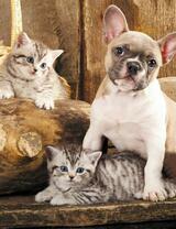 Без бренда «Милый щенок французского бульдога и два котёнка» в Перми