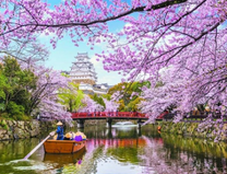 Лодка на небольшой реке среди цветущих сакур