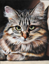 Без бренда «Маленькая серая кошечка» в Перми