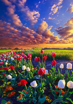 Без бренда «Поле тюльпанов под облачным небом» в Перми