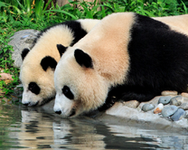 Панды на водопое